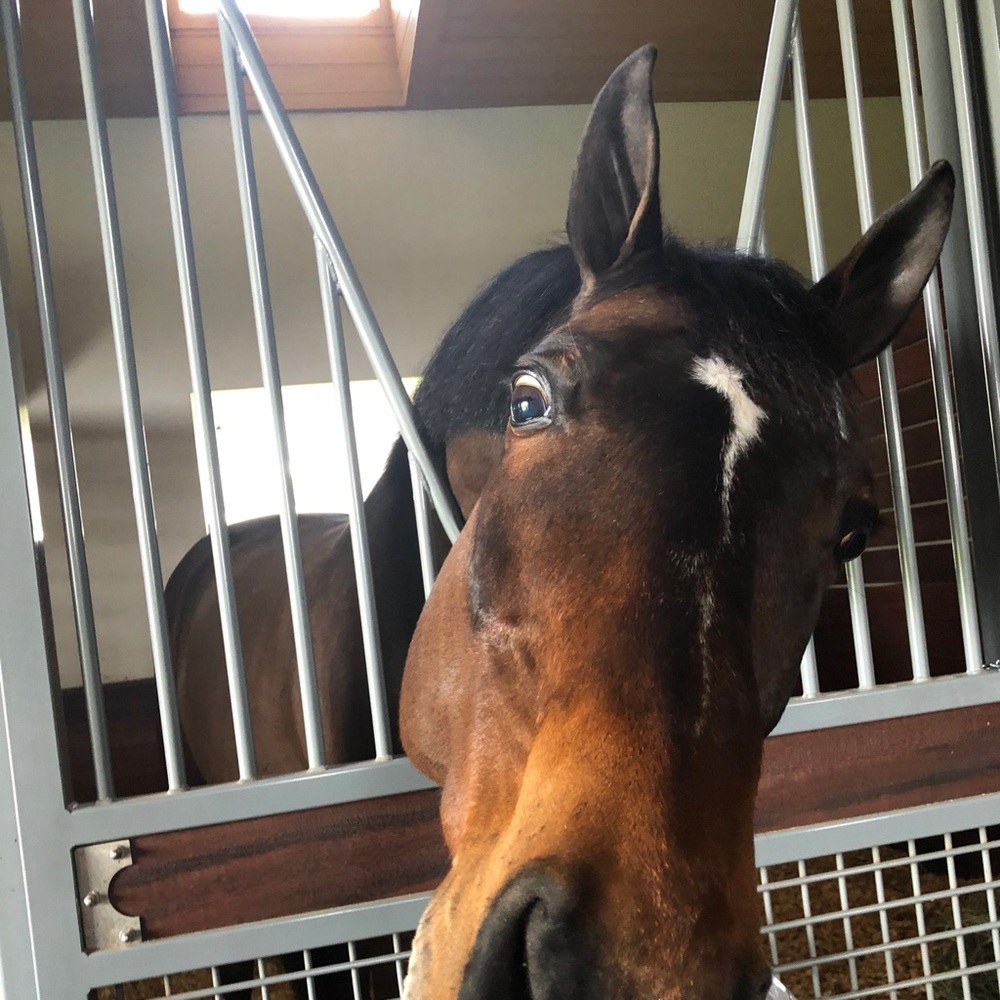 Meet your Posher, Peyton